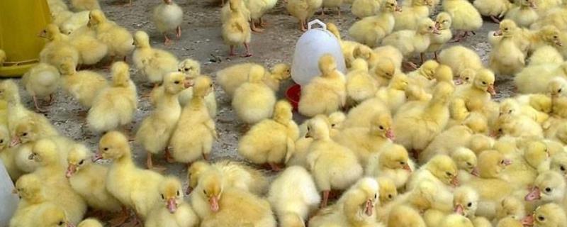 小鹅喝水湿毛怎么解决