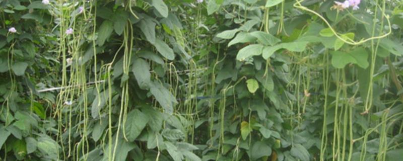豇豆追肥什么肥料才是高产