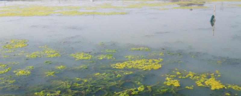 蟹塘水浑浊怎样变清