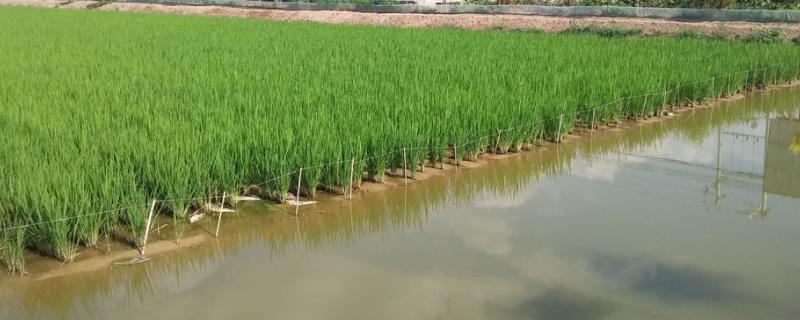 稻田养蟹属于生态农业吗