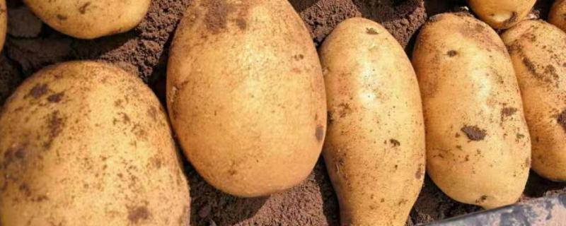 土豆秧用不用打尖和打叉