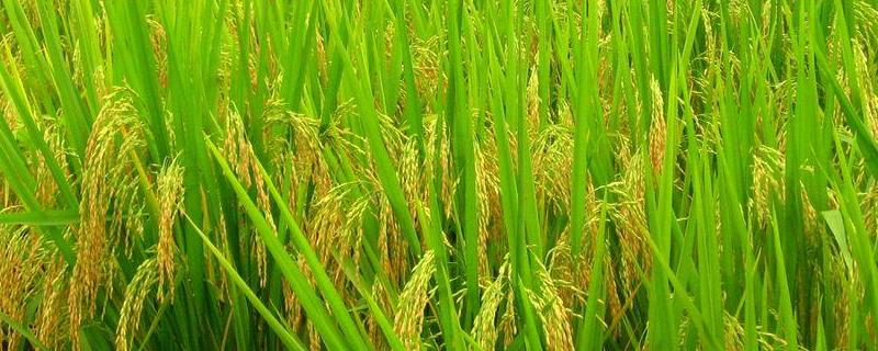 广东19香水稻品种特征特性