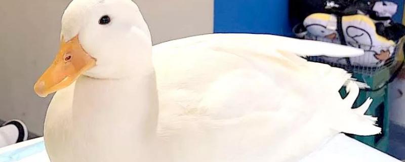科尔鸭子为什么这么贵