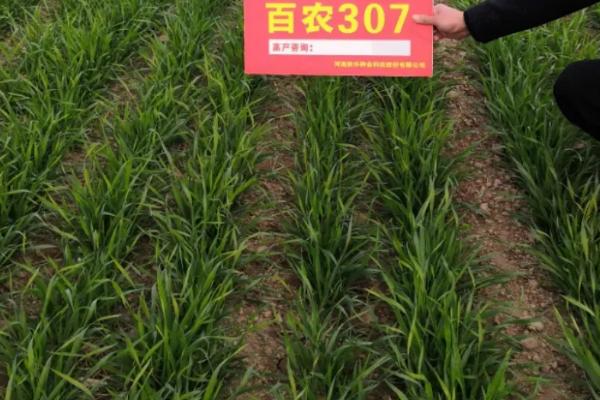 百农307与207小麦的区别，307小麦是优质麦吗