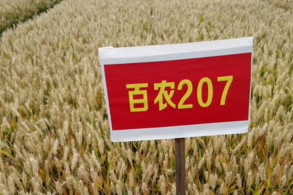 百农307与207小麦的区别，307小麦是优质麦吗