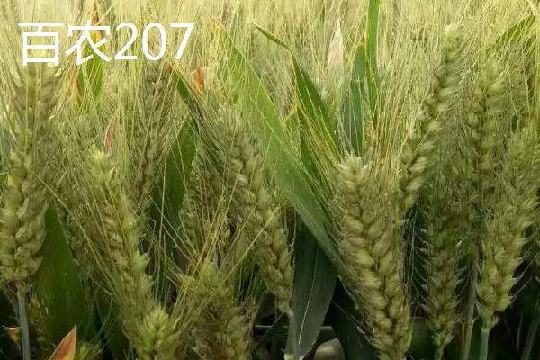 百农307与207小麦的区别，307小麦是优质麦吗
