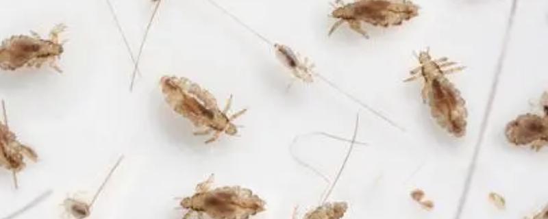 鸡虱子长什么样