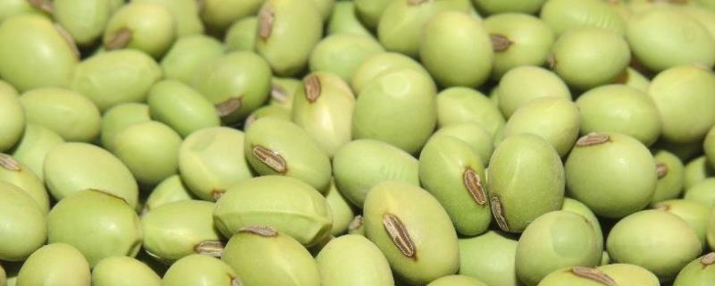 菜豆种子和玉米种子的相同点和不同点