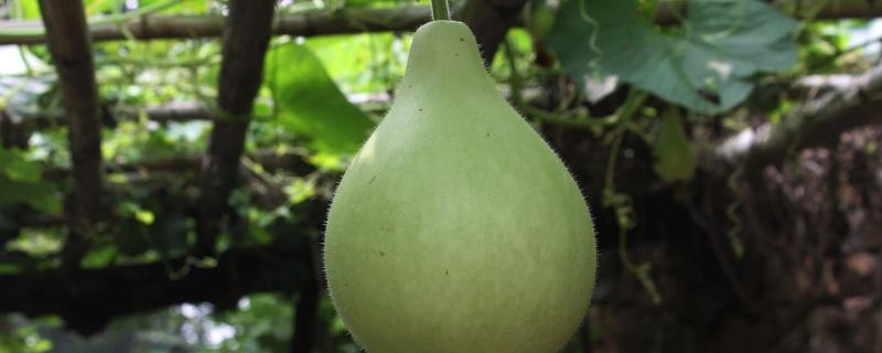 瓠瓜整枝打叉方法