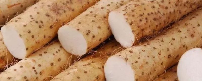 山药膨大常用的肥料