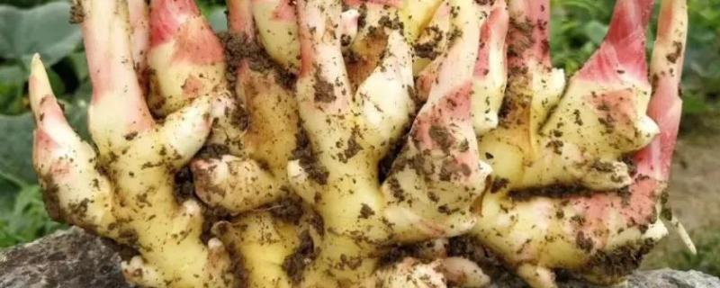 生姜用什么肥料才高产