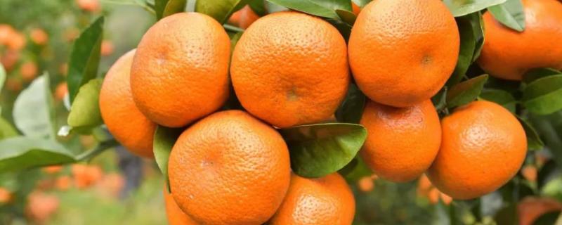 柑橘膨果用什么肥料