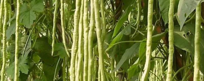 豆角用什么肥料