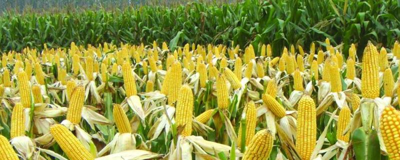 荃科928玉米种特征
