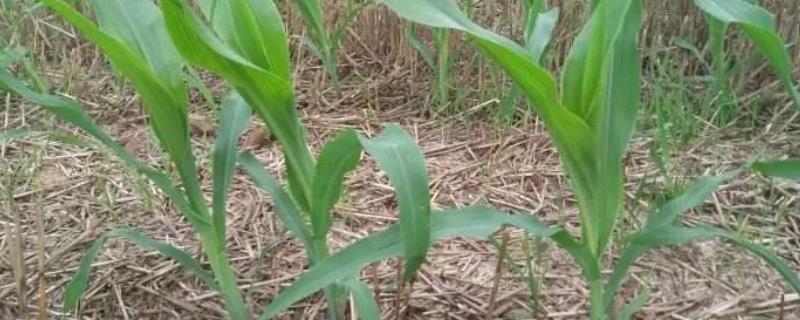 玉米苗后除草剂下午几点打好