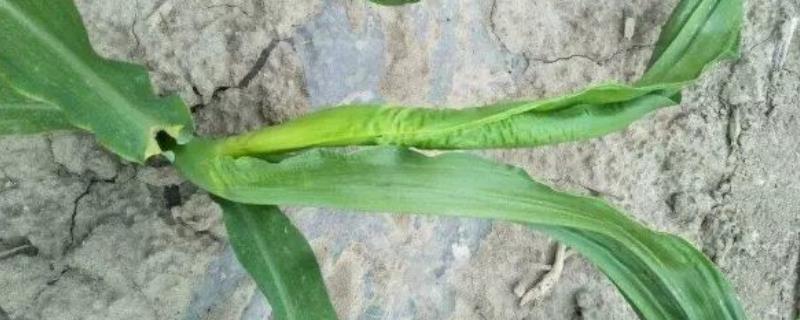 玉米苗拧似绳怎么办