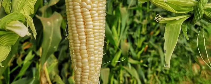 玉米除草剂可以和锌肥混用吗
