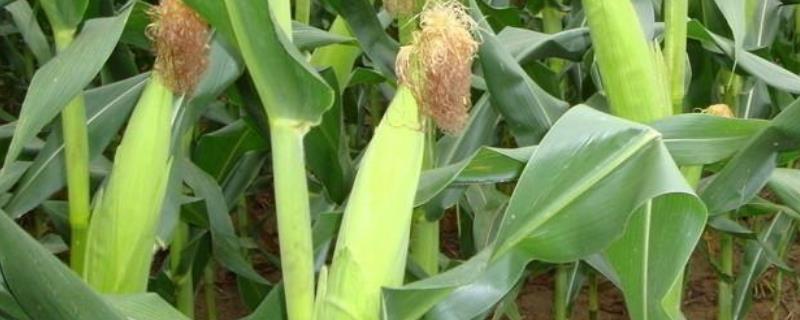 玉米除草剂和叶面肥可以一起使用吗