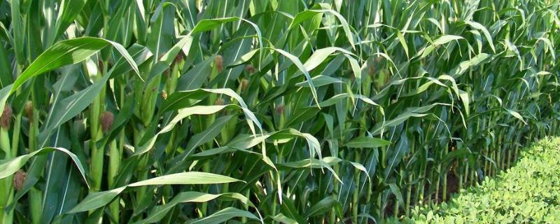 玉米苗后除草剂几天见效死草