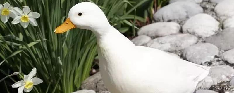 柯尔鸭为什么这么贵