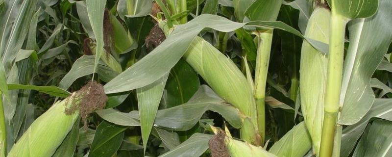 隆禧119玉米种特性特征