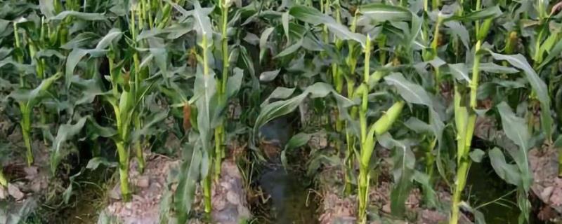 黄水晶新单58玉米种特征特性