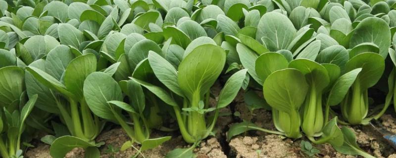 南方7月份8月份适宜种植的蔬菜