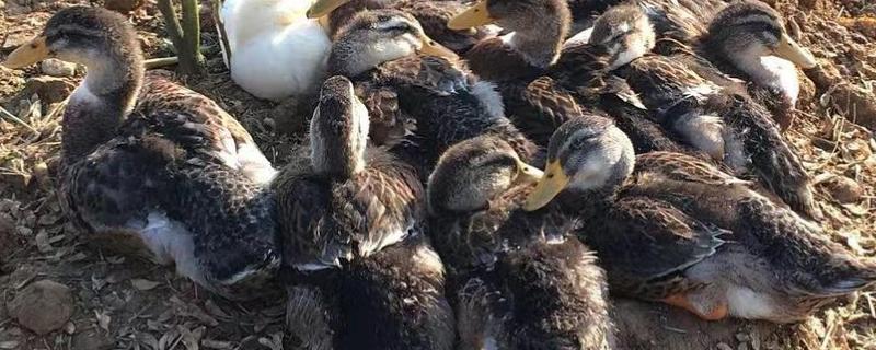 如何防止鸭子吃自己的蛋