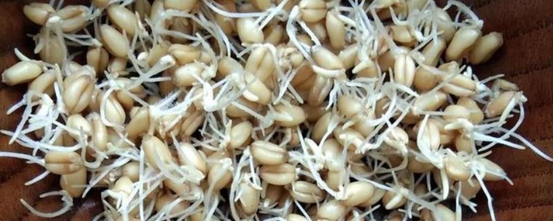 小麦发芽的12个步骤