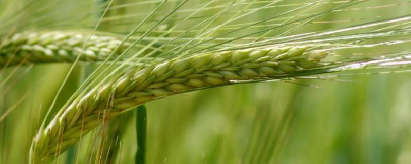 济麦22小麦产量如何