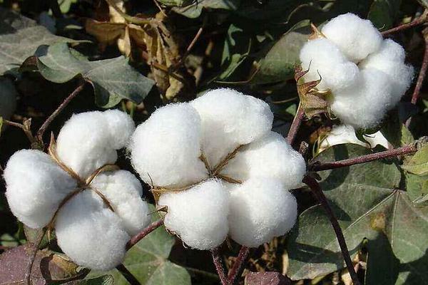 棉花适合在什么土壤种植，附棉花种植方法