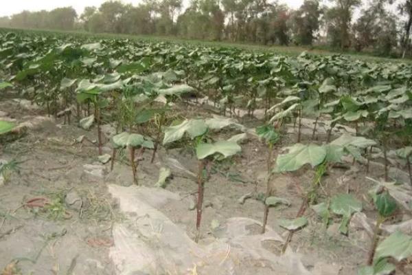 棉花适合在什么土壤种植，附棉花种植方法
