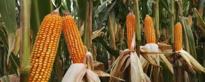 玉米高产叶面肥配方