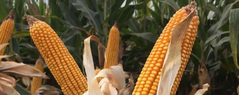 玉米后期需要什么肥料