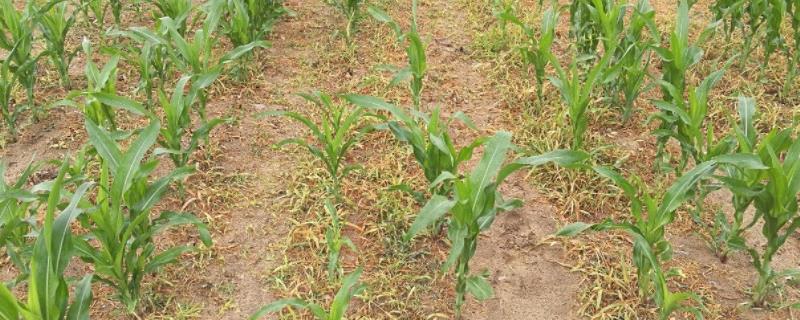 玉米虫药打完下雨管用吗