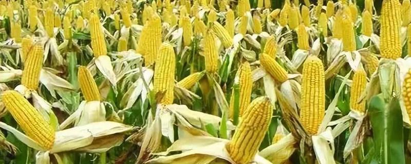 玉米涝害喷什么药