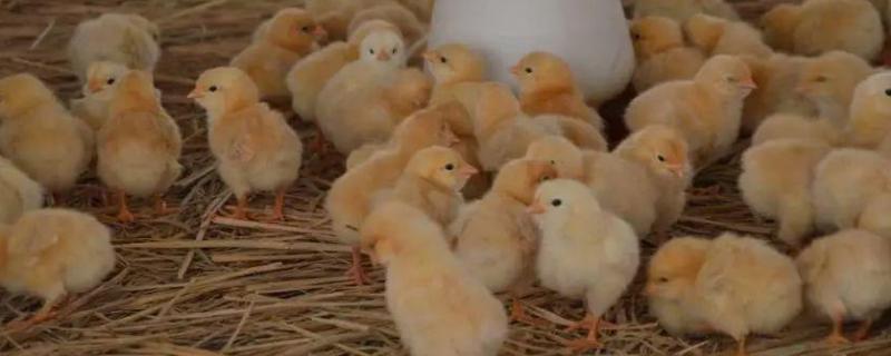 夏天孵小鸡为什么不行