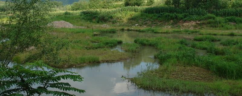 洼地适合种植什么作物