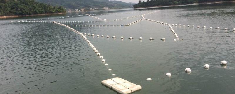 水库养鱼一亩投放多少鱼苗