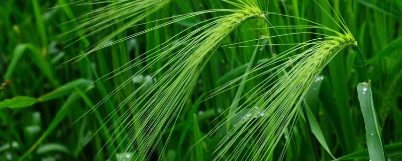 青稞种植业生产特点