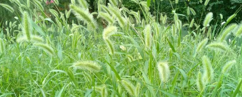谷莠子用什么除草剂