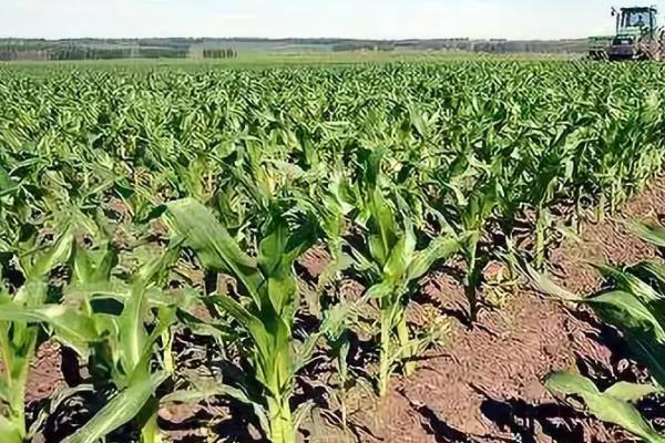 玉米间距多少合适，附玉米的种植方法