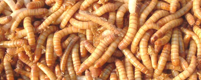 黄粉虫成虫怎么养
