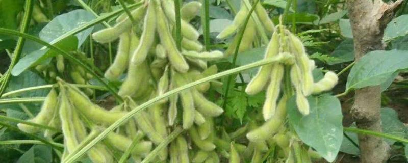 大豆根腐病用什么药