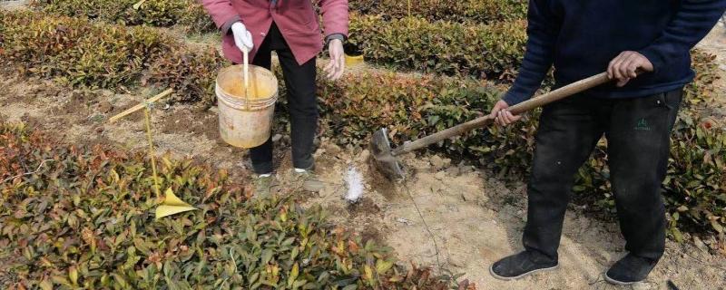 有机水溶肥的作用