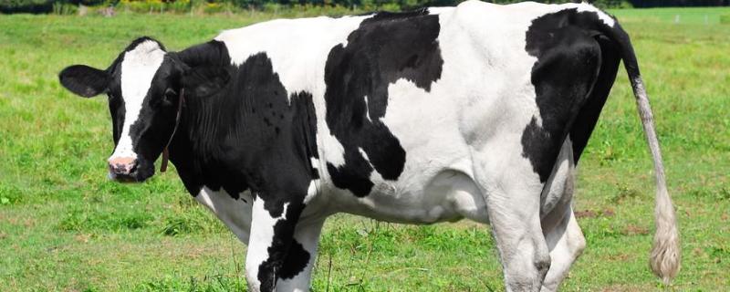 奶牛的外形特征
