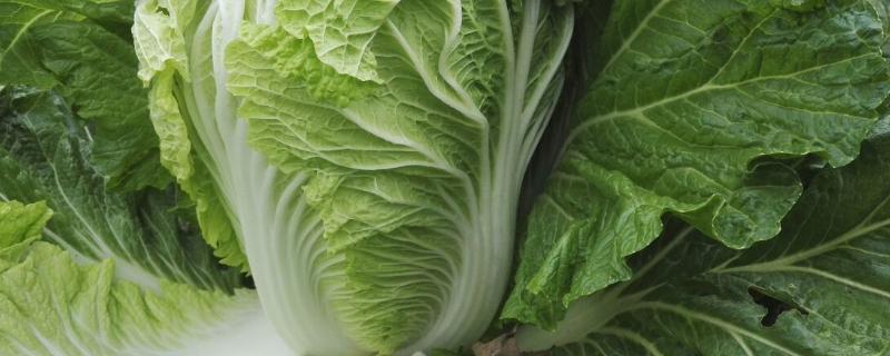 大白菜软腐病用什么特效药防治