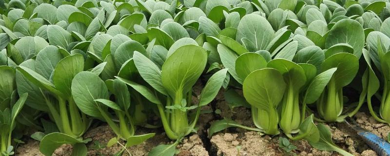 小白菜杀虫用什么药