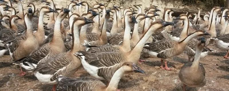 养鹅只吃草会不会饿死