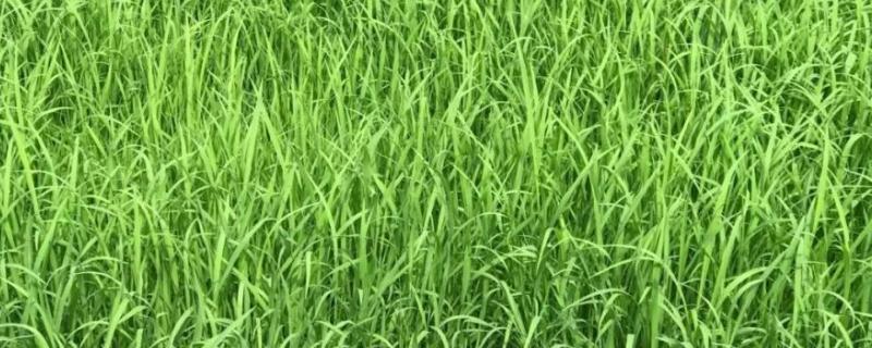 海绵稗草用什么药